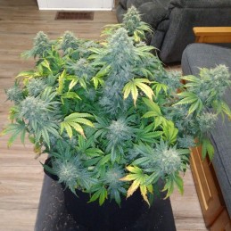 Nasiona marihuany automatyczne Auto Somachigun - odmiana konopi