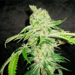 Nasiona marihuany automatyczne Auto Kratos - odmiana konopi