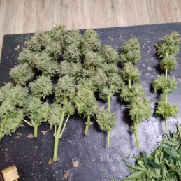 Nasiona marihuany automatyczne Auto Chingon - odmiana konopi