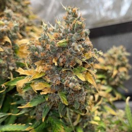 Nasiona marihuany automatyczne Auto 4:20 - odmiana konopi