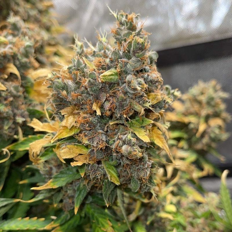 Nasiona marihuany automatyczne Auto 4:20 - odmiana konopi