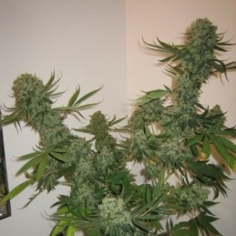 Nasiona marihuany AK 47 - odmiana konopi