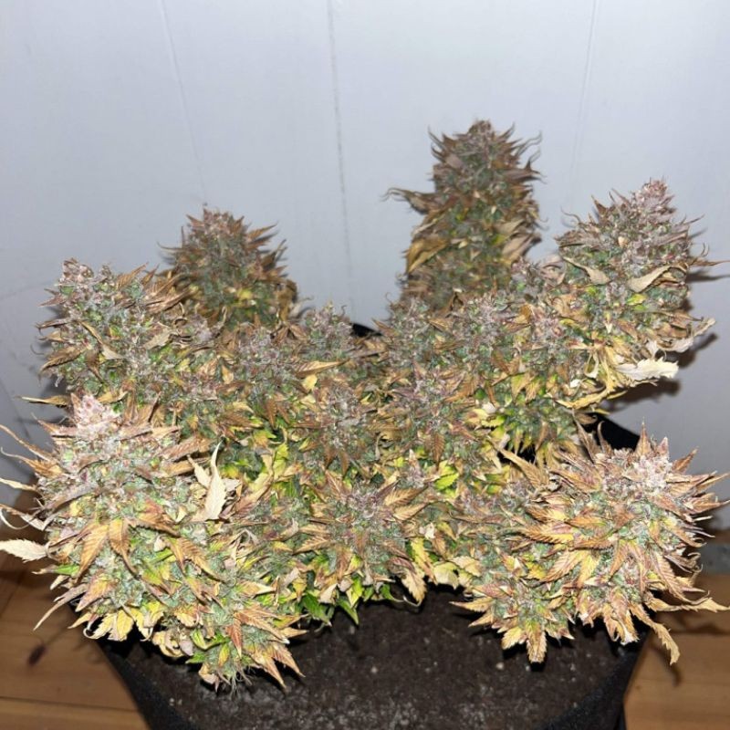Nasiona marihuany Banana Flower - odmiana konopi
