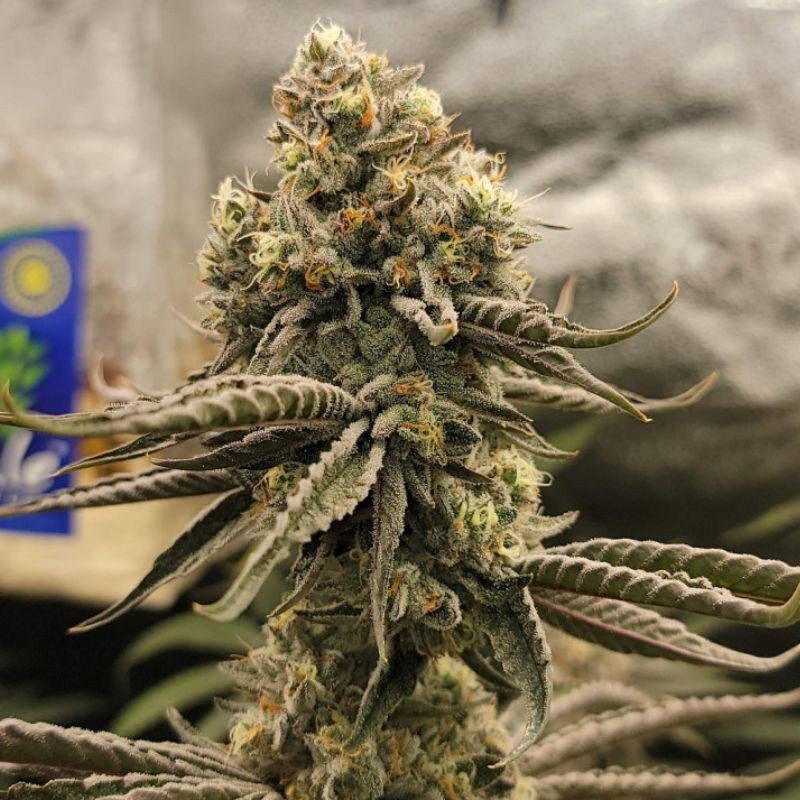 Nasiona marihuany Bruce Banner - odmiana konopi
