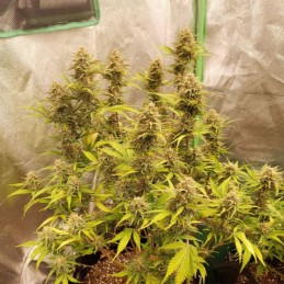 Nasiona marihuany Caramel - odmiana konopi