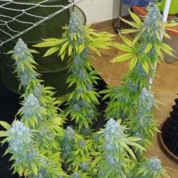 Nasiona marihuany Crystal Candy - odmiana konopi