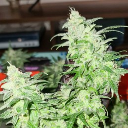 Nasiona marihuany Gorilla Glue - odmiana konopi