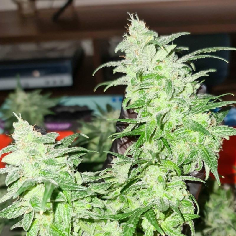 Nasiona marihuany Gorilla Glue - odmiana konopi