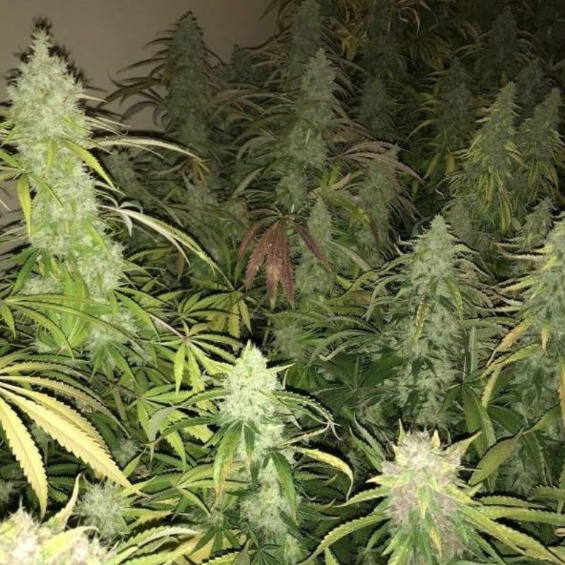 Nasiona marihuany Kalashnikova - opis odmiany konopi