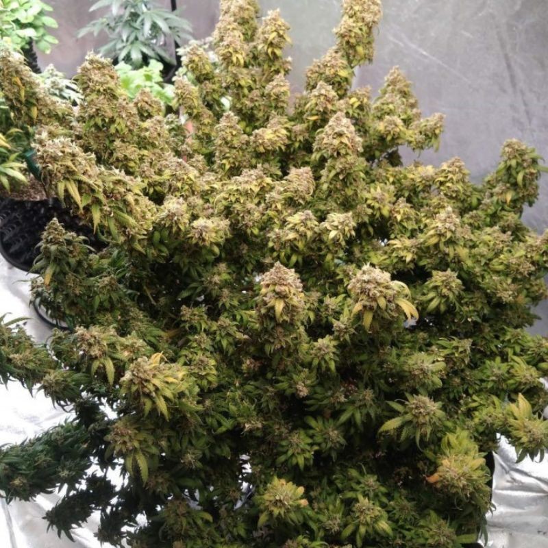 Nasiona marihuany Mazar Extra - opis odmiany konopi