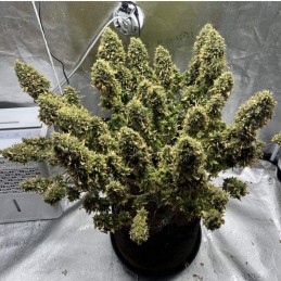 Nasiona marihuany Mimosa - opis odmiany konopi