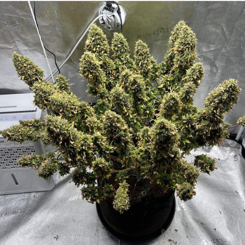 Nasiona marihuany Mimosa - opis odmiany konopi