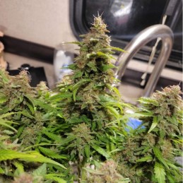 Nasiona marihuany Neville's Haze - opis odmiany konopi