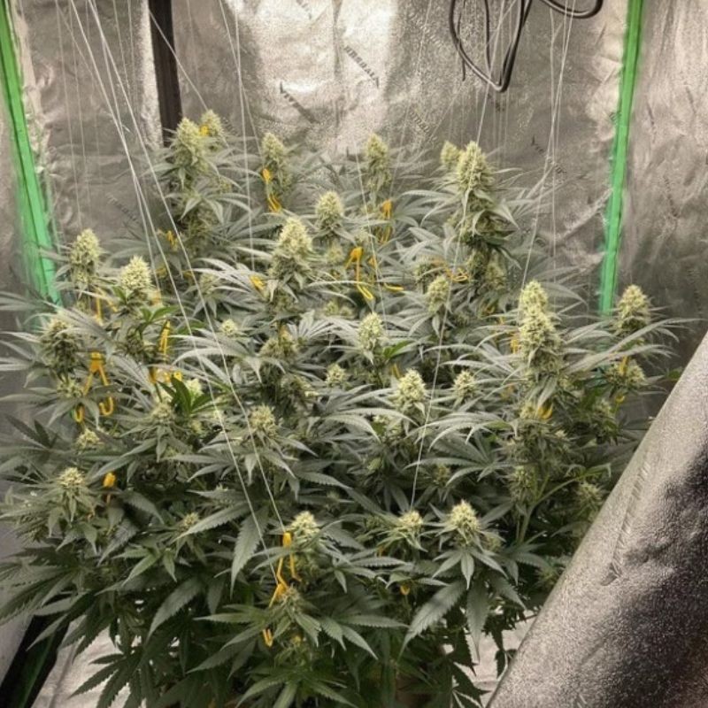 Nasiona marihuany LSD - opis odmiany konopi