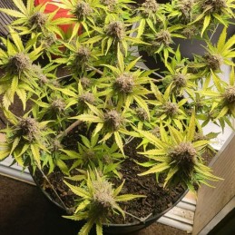 Nasiona marihuany Purple Kush - opis odmiany konopi