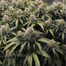 Nasiona marihuany Runtz - opis odmiany konopi