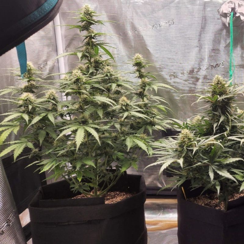 Nasiona marihuany Special Haze - opis odmiany konopi