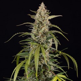 Nasiona marihuany Exotic Haze - odmiana konopi