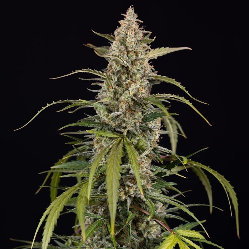 Nasiona marihuany Exotic Haze - odmiana konopi