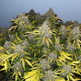 Nasiona marihuany Special Skunk - opis odmiany konopi