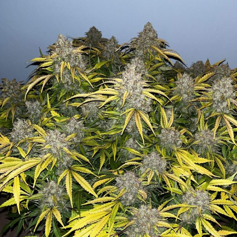 Nasiona marihuany Special Skunk - opis odmiany konopi