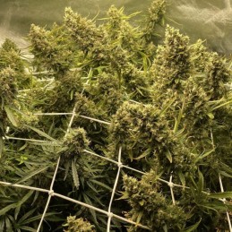 Nasiona marihuany Strawberry Kush - opis odmiany konopi