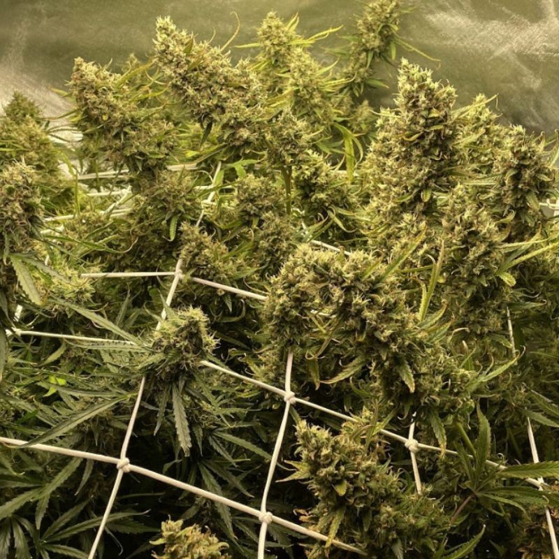 Nasiona marihuany Strawberry Kush - opis odmiany konopi