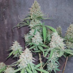 Nasiona marihuany The Unlimited - opis odmiany konopi