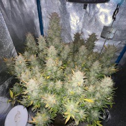 Nasiona marihuany Tropicana Cookies - opis odmiany konopi