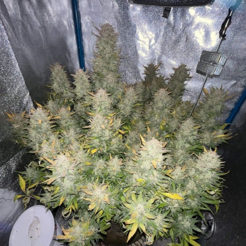 Nasiona marihuany Tropicana Cookies - opis odmiany konopi