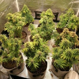 Nasiona marihuany automaty Watermelon Auto - opis odmiany konopi