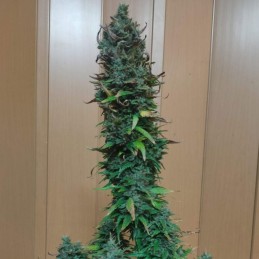 Nasiona marihuany automatyczne Mango Auto - opis odmiany konopi