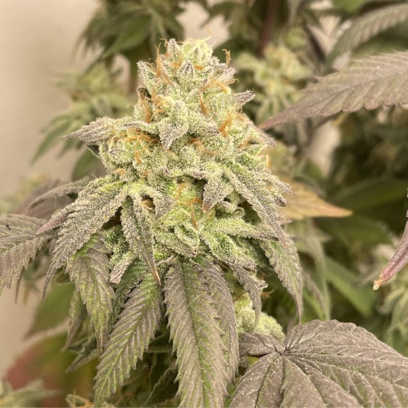 Nasiona marihuany automatyczne Power Plant Auto - opis odmiany konopi