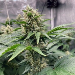 Nasiona marihuany automatyczne Northern Light Auto - opis odmiany konopi