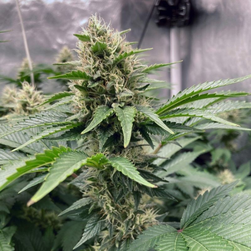 Nasiona marihuany automatyczne Northern Light Auto - opis odmiany konopi