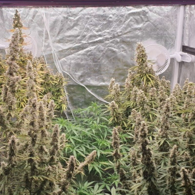 Nasiona marihuany medycznej King Kush CBD - opis odmiany konopi