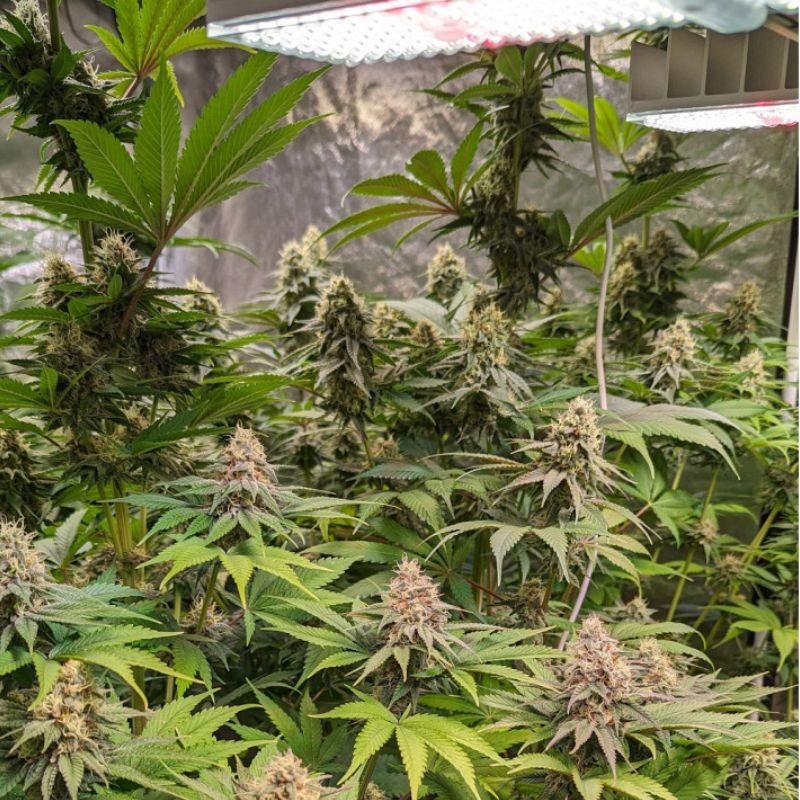 Nasiona marihuany medycznej Nepal Kush CBD - opis odmiany konopi