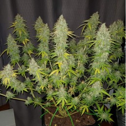 Medyczne nasiona marihuany Caramel King CBD - odmiana konopi