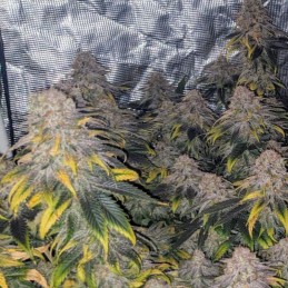 Nasiona marihuany Great White Shark CBD - odmiana konopi