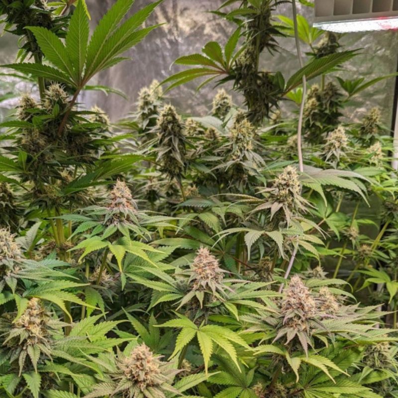 Nasiona marihuany medycznej Cheese CBD - odmiana konopi