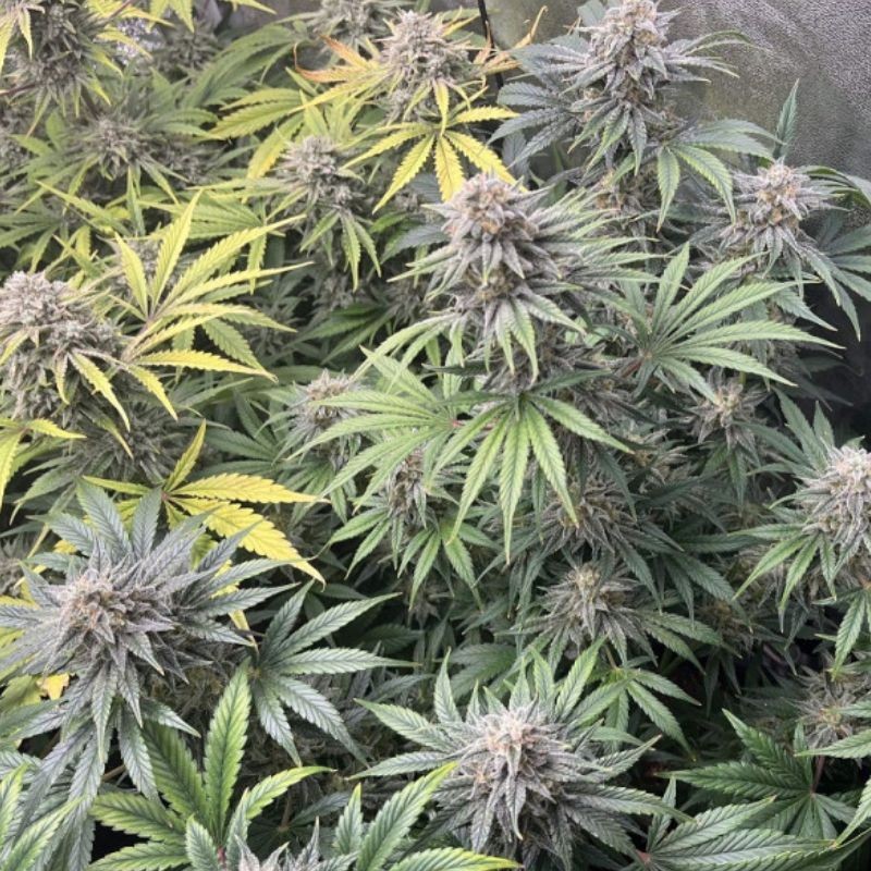 Nasiona marihuany automatyczne DoSiDos Auto - odmiana konopi