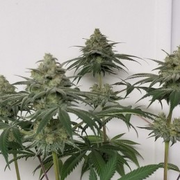 Nasiona marihuany automatyczne Green Crack Auto - odmiana konopi