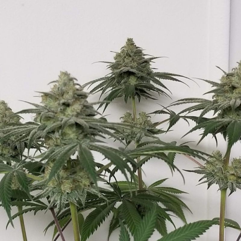 Nasiona marihuany automatyczne Green Crack Auto - odmiana konopi