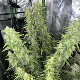 Nasiona marihuany Skunk 47 - opis odmiany konopi