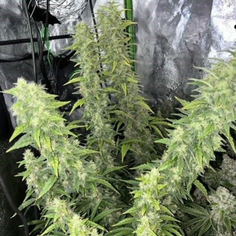 Nasiona marihuany Skunk 47 - opis odmiany konopi