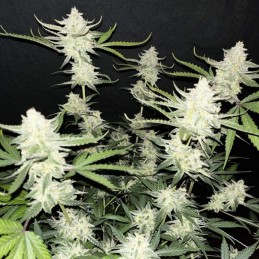 Nasiona marihuany Amnesia Amnesia - odmiana konopi