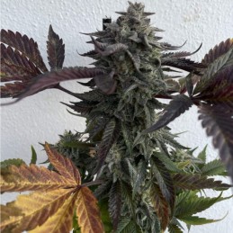 Nasiona marihuany Chocolate Kush - odmiana konopi