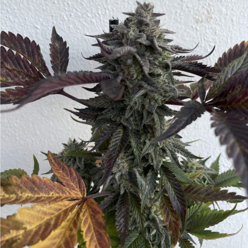 Nasiona marihuany Chocolate Kush - odmiana konopi