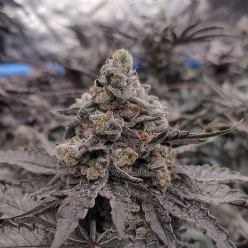 Nasiona marihuany Chocolate Cream - odmiana konopi