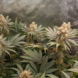 Nasiona marihuany Bubble Gum - odmiana konopi